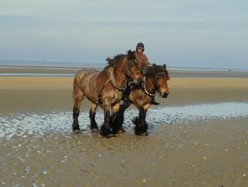 Oostnieuwkerke duinen wandeling in de koude (België)